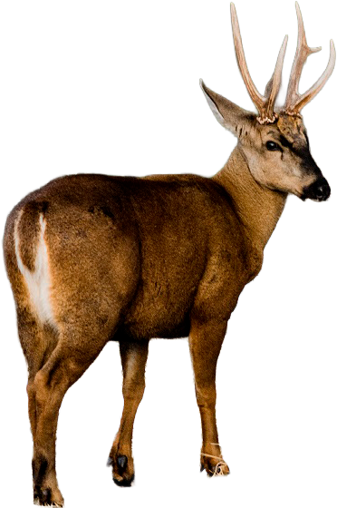 Huemul