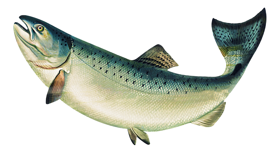 Salmon-Fish-PNG-Photo-Image